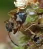 Scolopostethus sp.